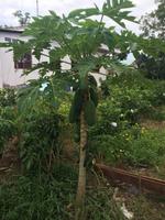 Papaya