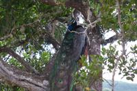 Pfau im Yala NP