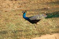 Pfau im Yala Park