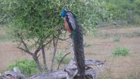Pfau