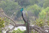 Pfau