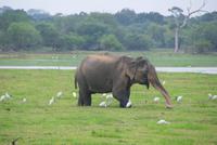 Safari im Yala Park