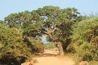 Safari im Yala Park