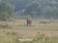 Safari im Yale-Nationalpark