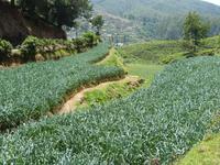 Teeplantage