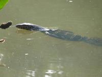 Wasserwaran