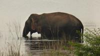 Wildelefant bei Polonnaruwa