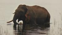 Wildelefant bei Polonnaruwa