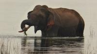 Wildelefant bei Polonnaruwa