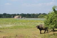 Yala Park