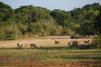 Yala Park