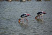 im Yala Park
