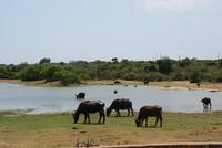 im Yala Park