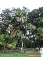 schwere Palme