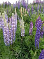 1316_Lake Tekapo