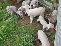 1406_Wrinkly Rams
