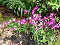 Botanischer Garten Singapur