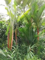 Botanischer Garten Singapur