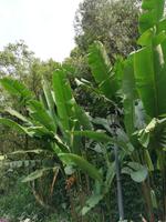 Botanischer Garten Singapur
