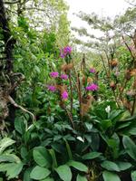 Botanischer Garten Singapur