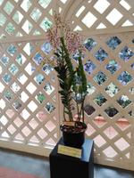 Botanischer Garten Singapur