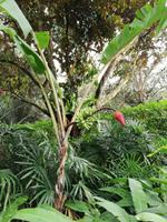 Botanischer Garten Singapur