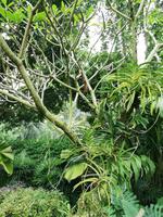 Botanischer Garten Singapur