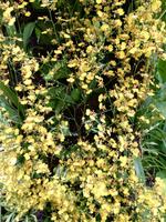 Botanischer Garten Singapur