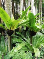 Botanischer Garten Singapur