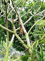 Botanischer Garten Singapur