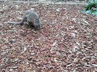 Featherdale Wildlife Park