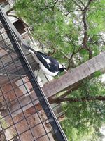 Featherdale Wildlife Park