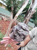 Featherdale Wildlife Park