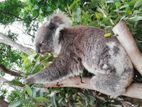 Featherdale Wildlife Park