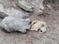 Featherdale Wildlife Park