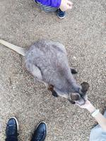 Featherdale Wildlife Park