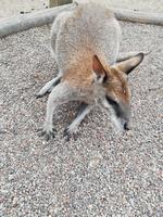 Featherdale Wildlife Park