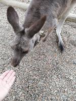 Featherdale Wildlife Park