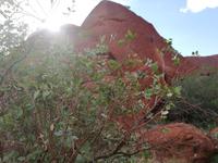 Ayers Rock - Uluru