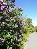 Botanischer Garten Melbourne
