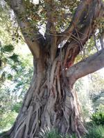 Botanischer Garten Melbourne