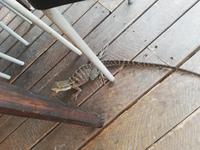 Besucher unter dem Tisch beim Mittagessen