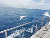 Katamaranfahrt mit der Ocean Spirit zum Great Barrier Reef