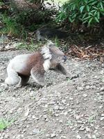 Koala an der Great Ocean Road