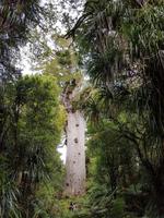 0513_Tane Mahuta