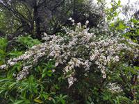 0803_Cathedral Cove; Manuka