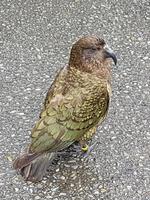 1624_Kea