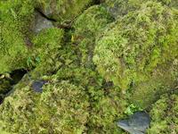 1816_ an den Thunder Creek Falls