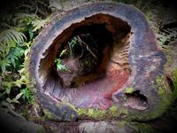 1817_an den Thunder Creek Falls