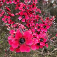 Rundreise Neuseeland // Hanuka-Sträuche beim Besuch der Wairakei Terrassen bei Taupo